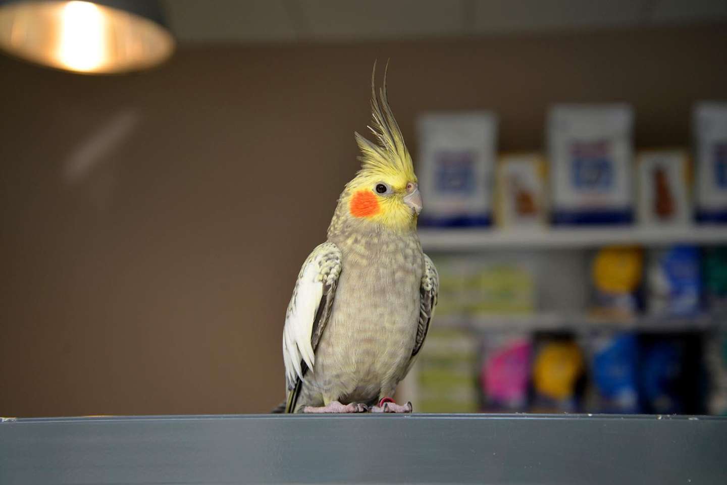 Clinique Vétérinaire Fabella